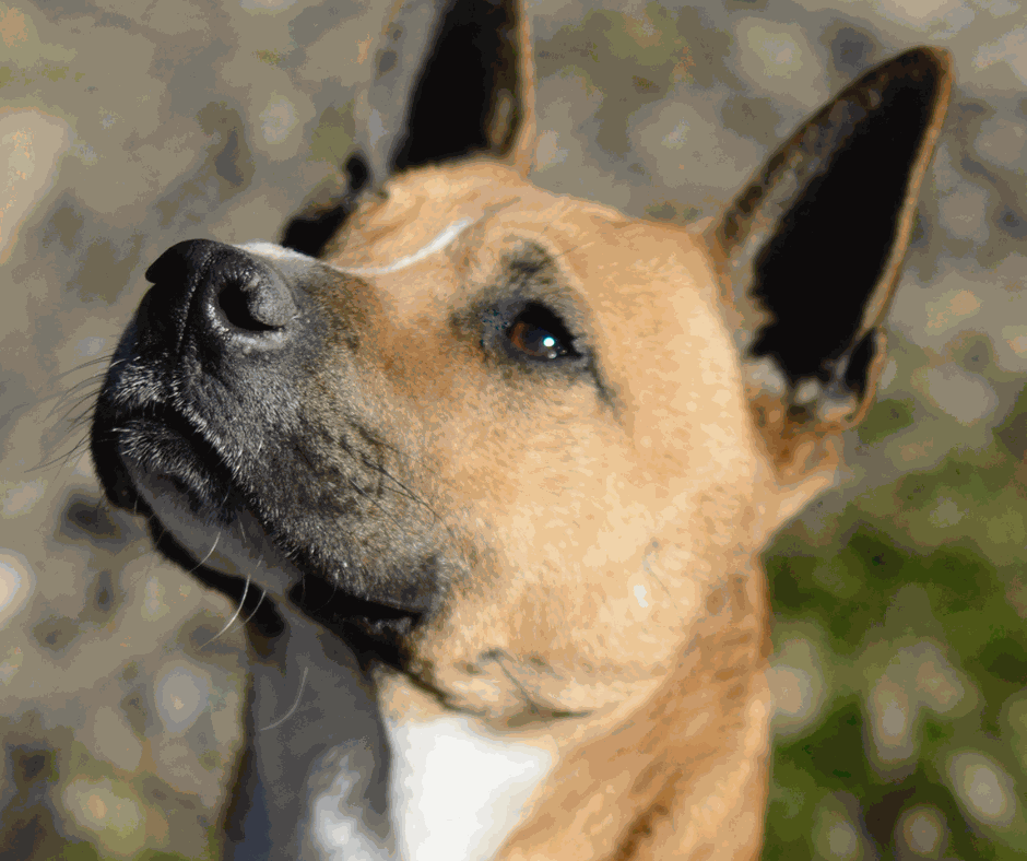 Odoo - Prova 2 a tres columnes