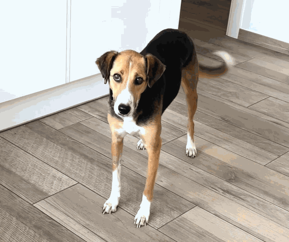 Odoo - Prova 3 a tres columnes