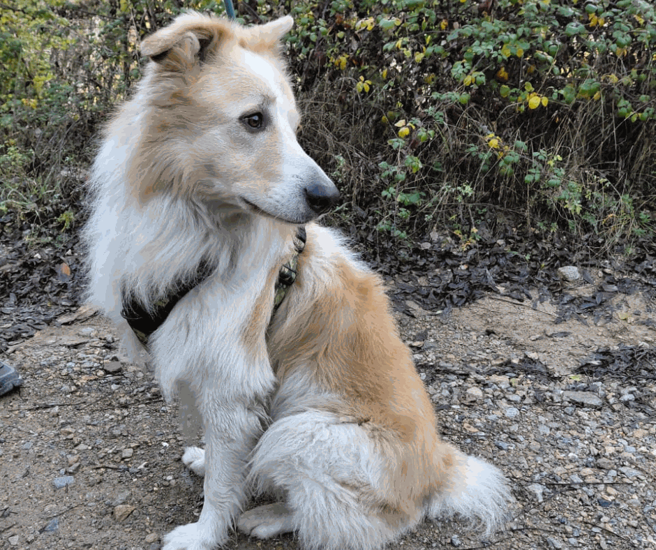 Odoo - Prova 2 a tres columnes