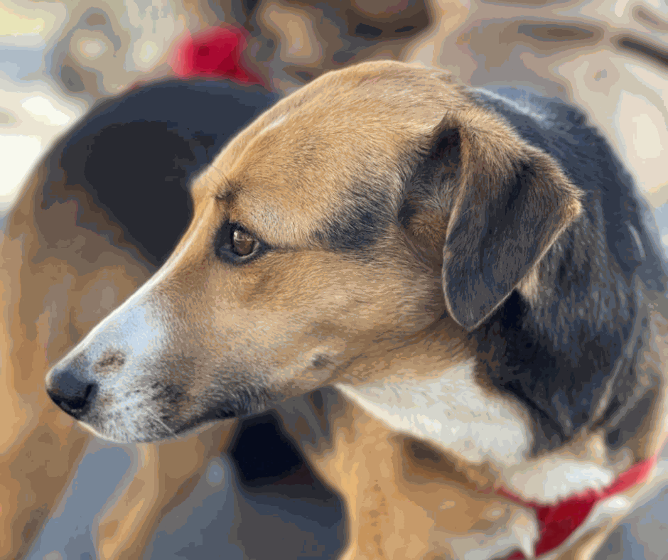 Odoo - Prova 2 a tres columnes