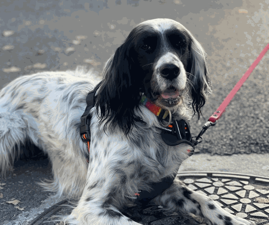 Odoo - Prova 2 a tres columnes