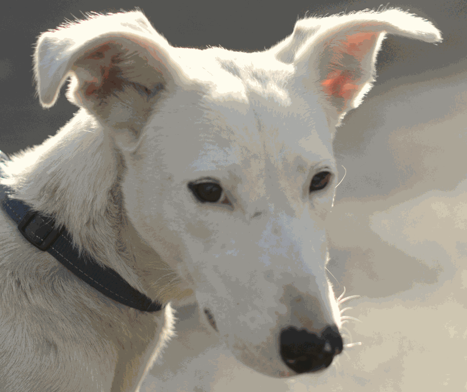 Odoo - Prova 2 a tres columnes