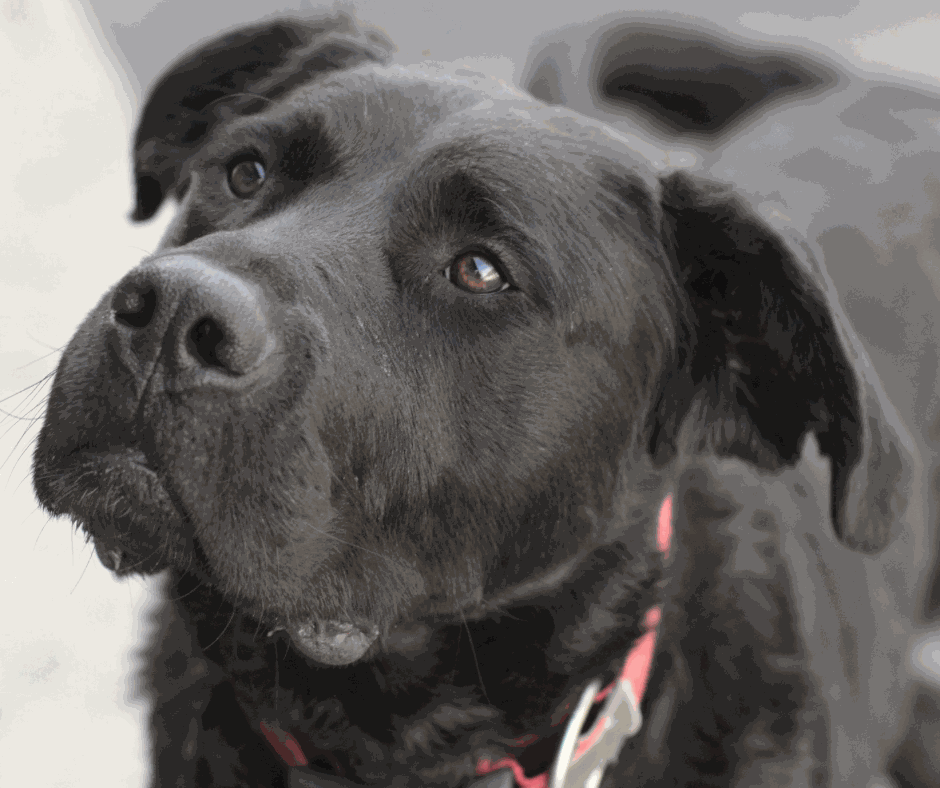 Odoo - Prova 2 a tres columnes