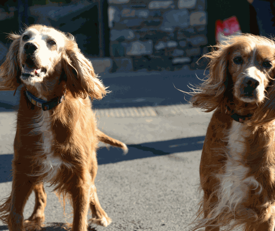 Odoo - Prova 2 a tres columnes