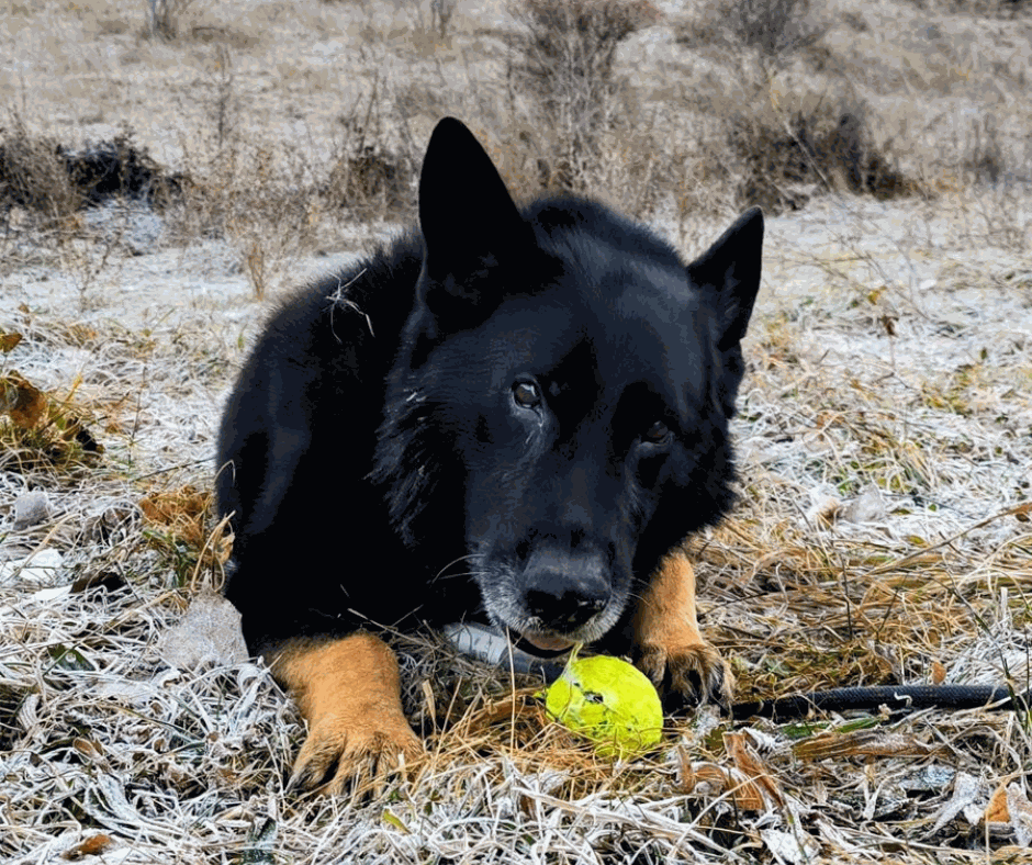 Odoo - Prova 2 a tres columnes