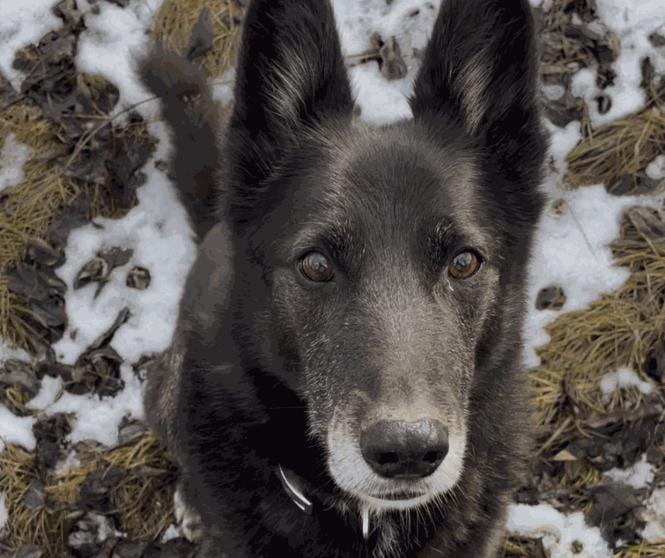 Odoo - Prova 2 a tres columnes