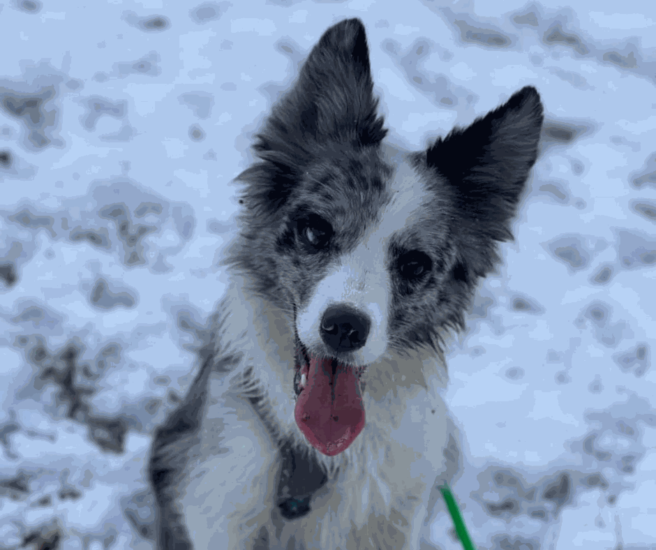 Odoo - Prova 2 a tres columnes