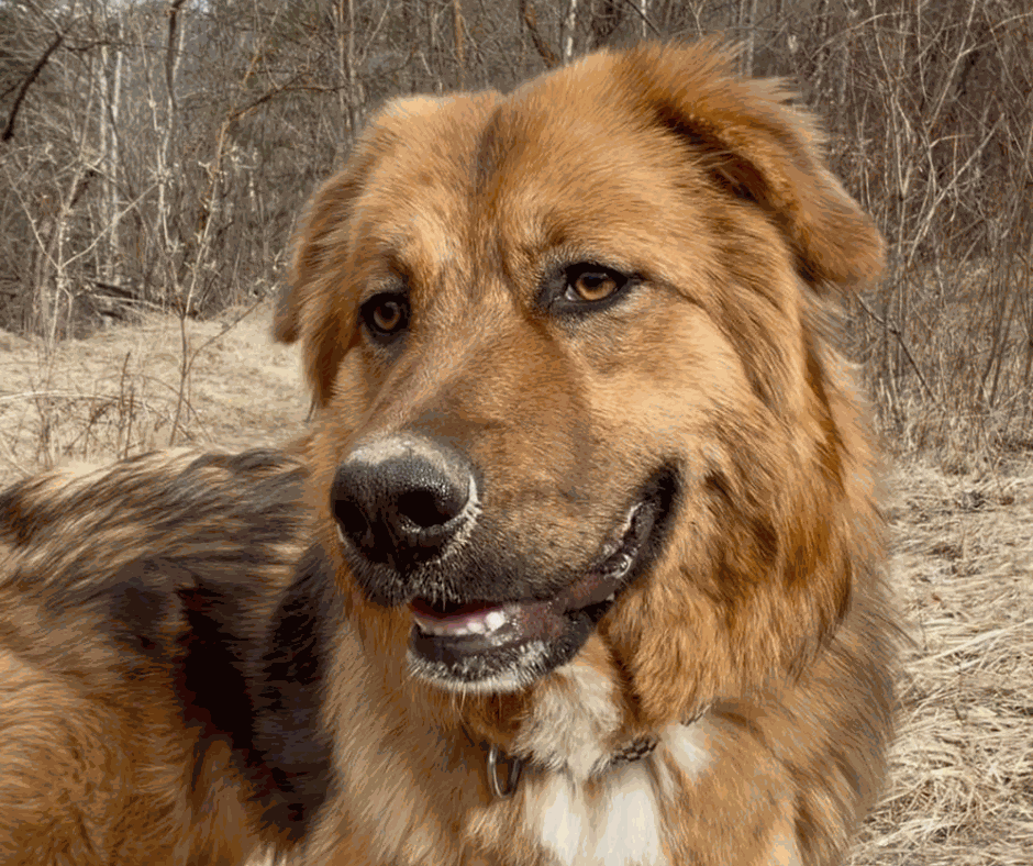 Odoo - Prova 2 a tres columnes