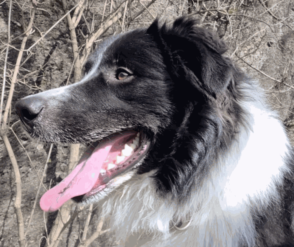 Odoo - Prova 2 a tres columnes