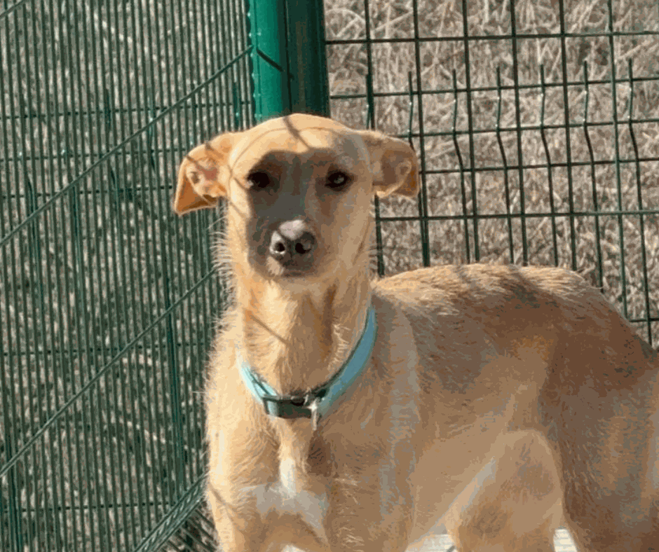 Odoo - Prova 2 a tres columnes