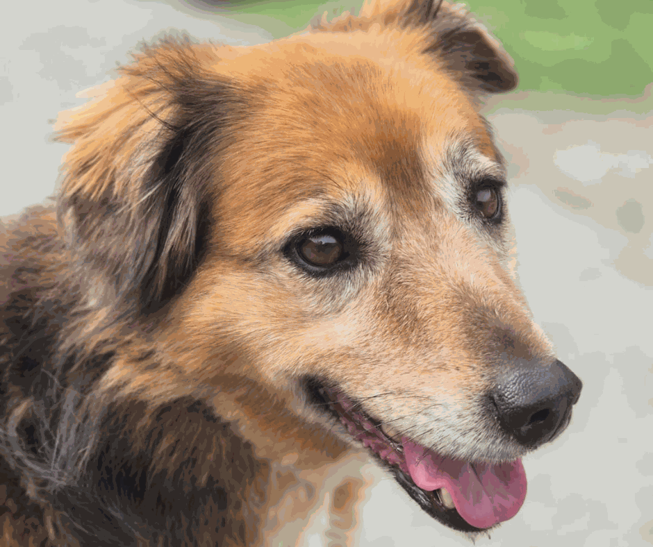 Odoo - Prova 1 a tres columnes