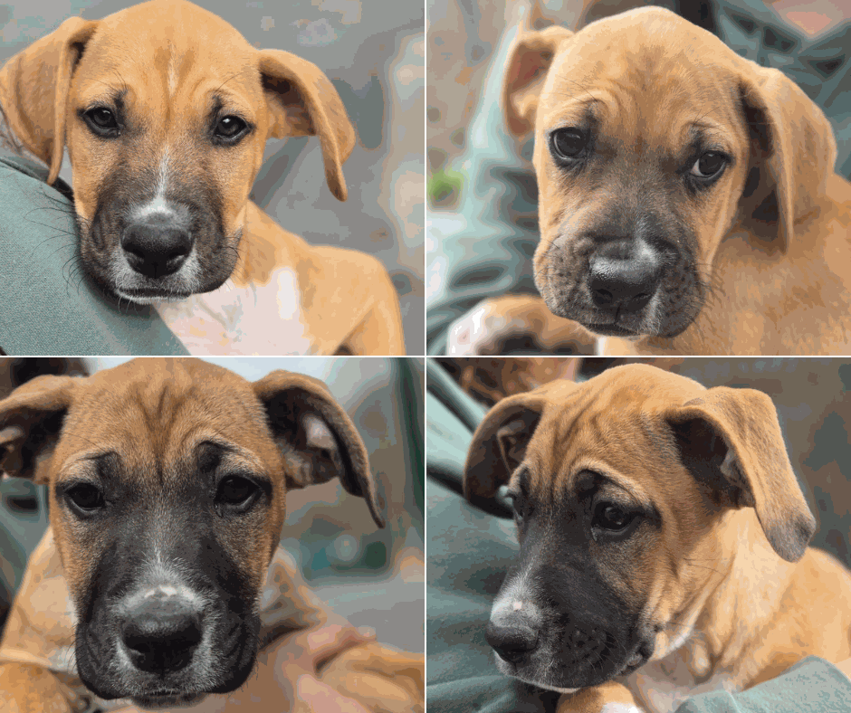 Odoo - Prova 2 a tres columnes