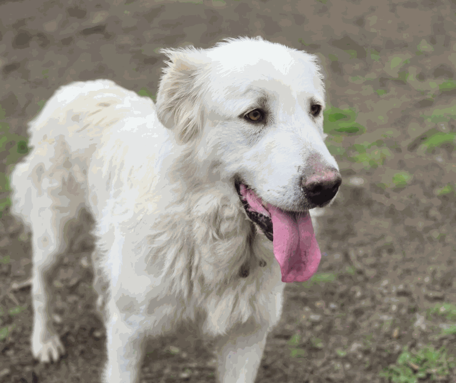 Odoo - Prova 2 a tres columnes