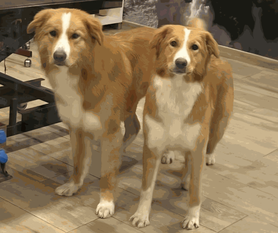 Odoo - Prova 3 a tres columnes