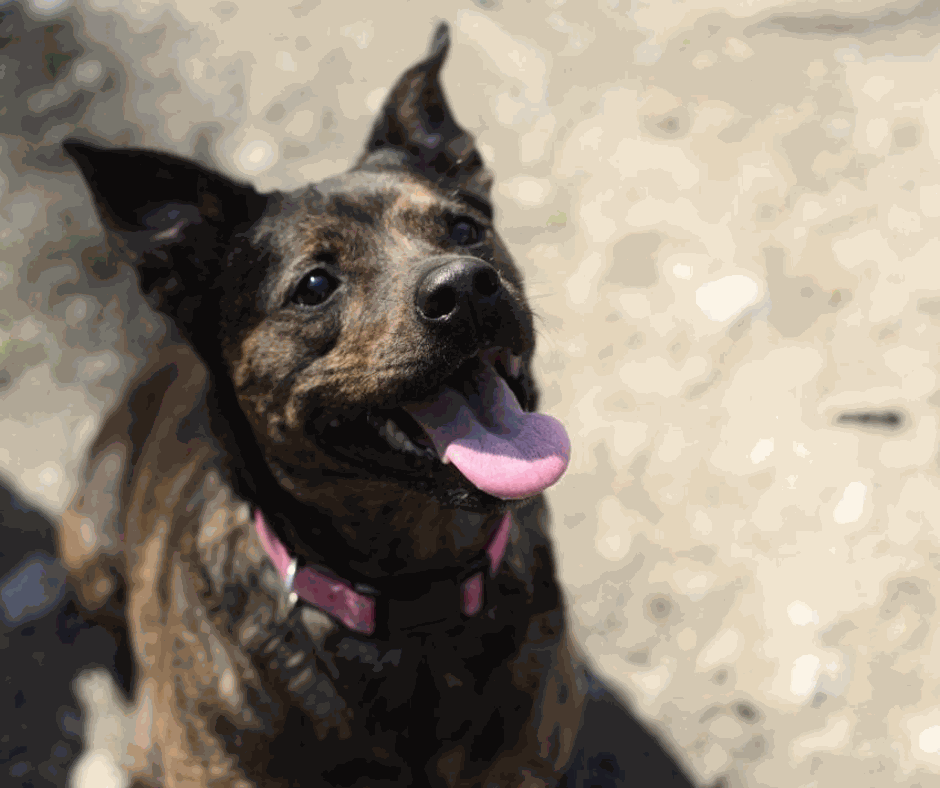 Odoo - Prova 2 a tres columnes