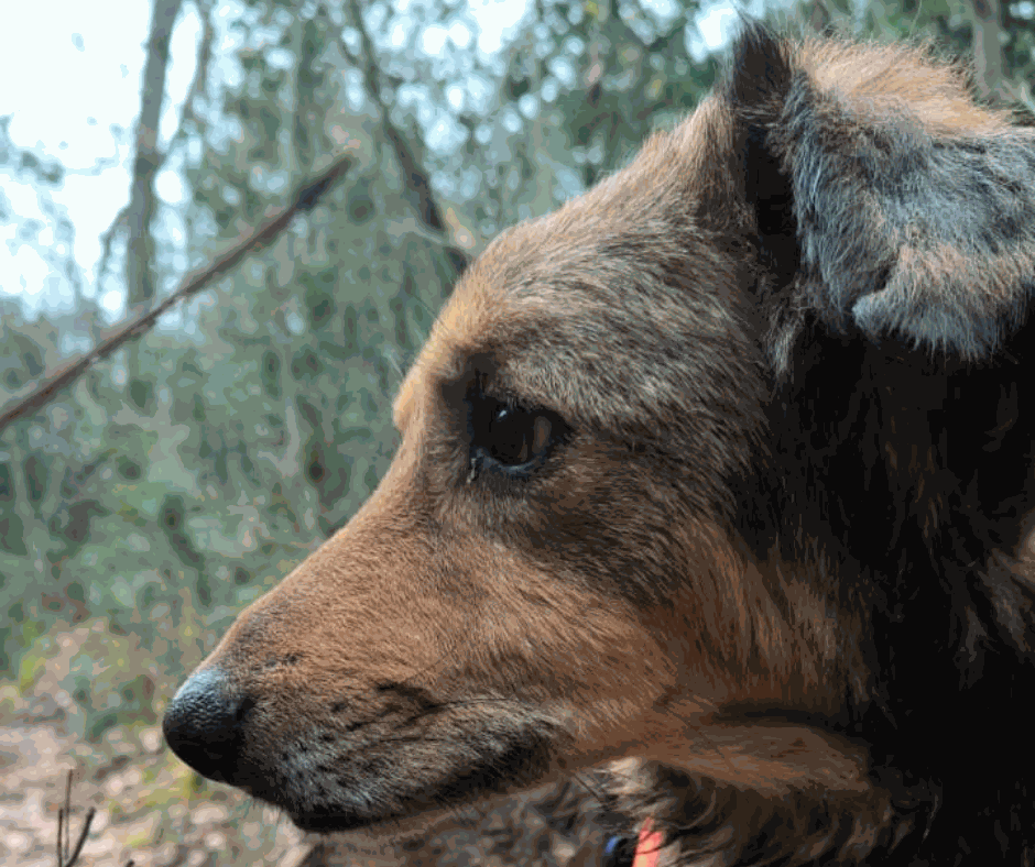 Odoo - Prova 2 a tres columnes