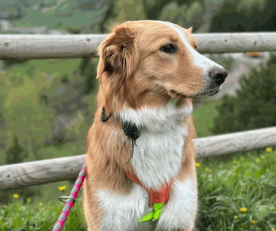 Odoo - Prova 2 a tres columnes